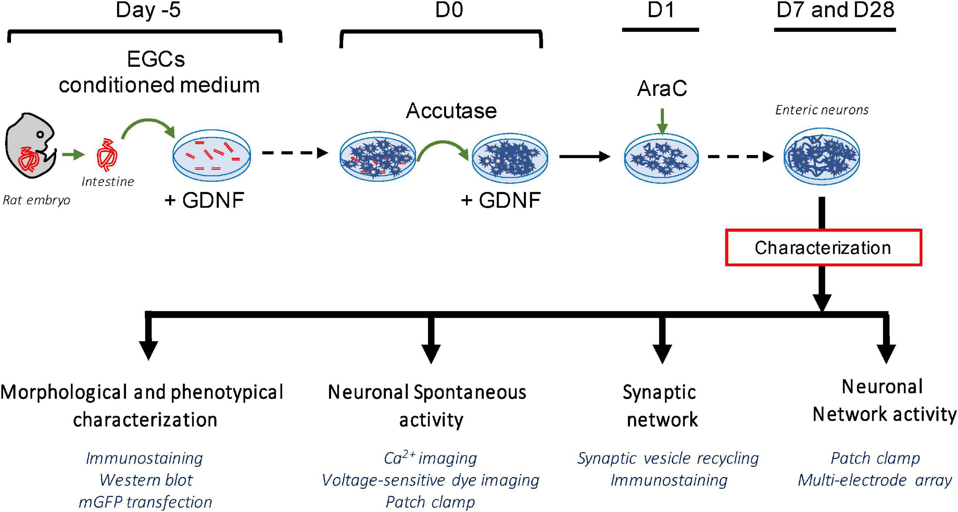 A functional network of highly pure enteric neurons in a dish